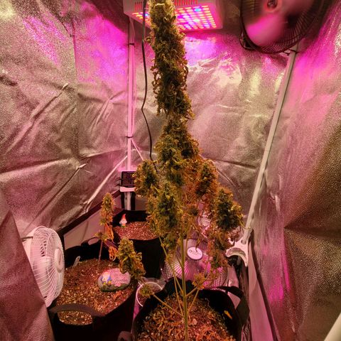 Blue Gorilla Autos growlog photo: Final minutes of light.  Getting chopped tomorrow 