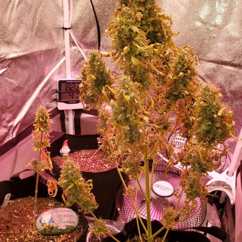 Blue Gorilla Autos growlog photo: Final minutes of light.  Getting chopped tomorrow 