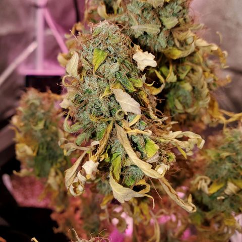 Blue Gorilla Autos growlog photo: Final minutes of light.  Getting chopped tomorrow 