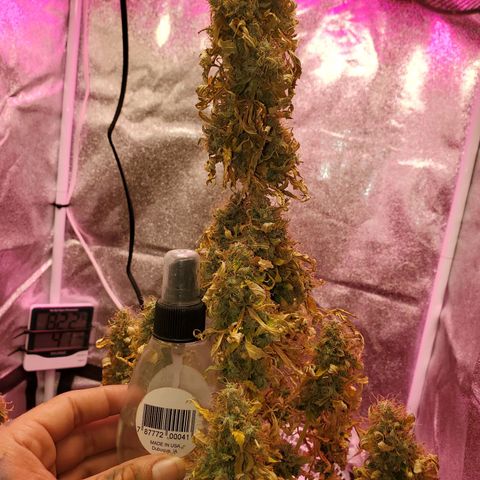 Blue Gorilla Autos growlog photo: Final minutes of light.  Getting chopped tomorrow 