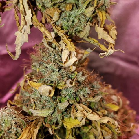 Blue Gorilla Autos growlog photo: Final minutes of light.  Getting chopped tomorrow 