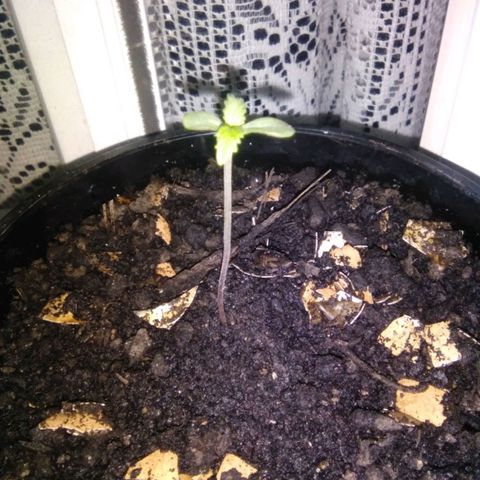 Sugar growlog timeline photo