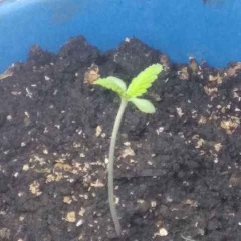 Sugar growlog timeline photo