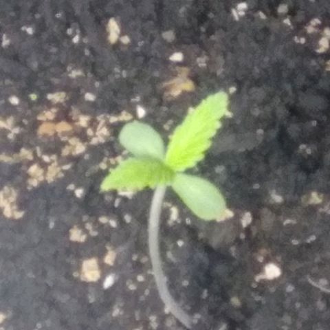Sugar growlog timeline photo