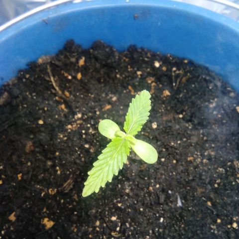 Sugar growlog timeline photo
