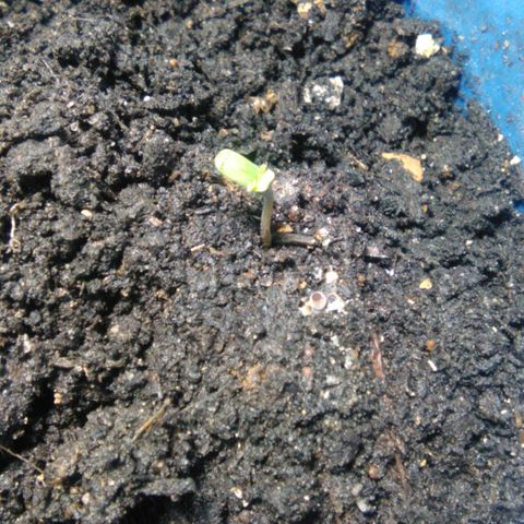 Sugar growlog timeline photo