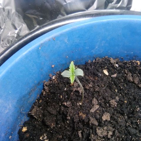 Sugar growlog timeline photo