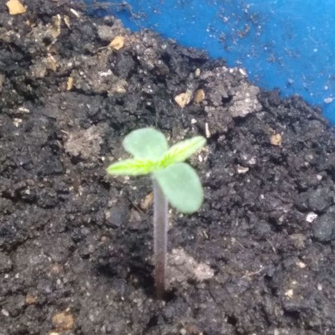 Sugar growlog timeline photo