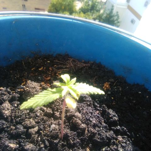 Sugar growlog timeline photo