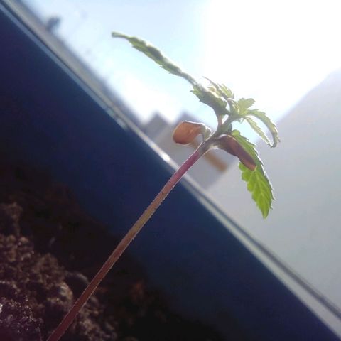 Sugar growlog timeline photo