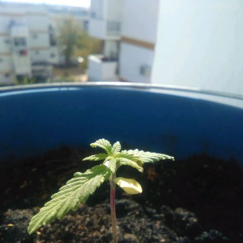 Sugar growlog timeline photo