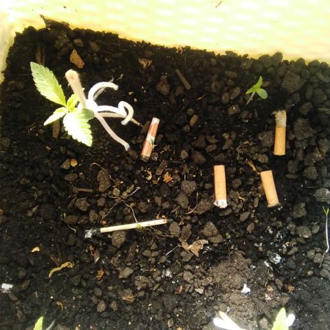 Sugar growlog timeline photo