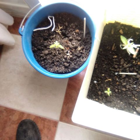Sugar growlog timeline photo