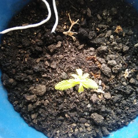 Sugar growlog timeline photo