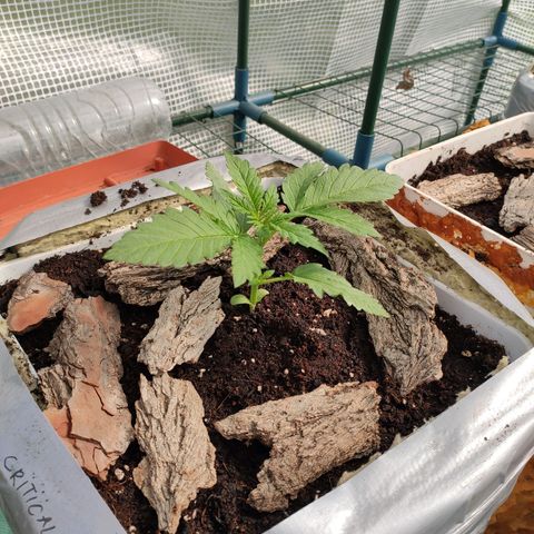 Critical+ 2.0 Autoflowering growlog timeline photo