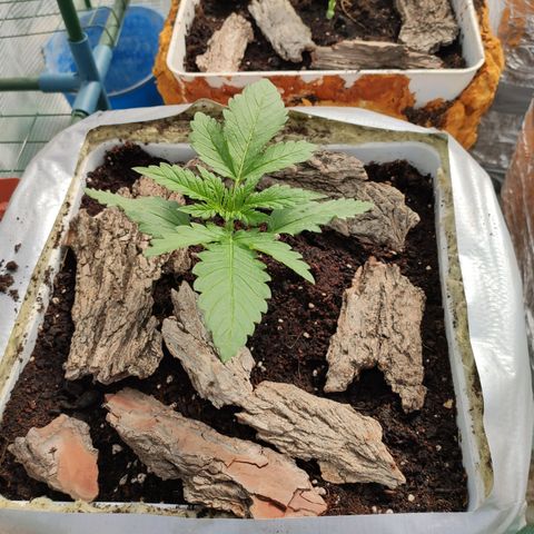 Critical+ 2.0 Autoflowering growlog timeline photo