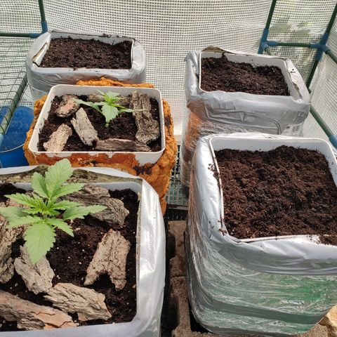 Critical+ 2.0 Autoflowering growlog timeline photo