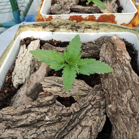 Critical+ 2.0 Autoflowering growlog timeline photo