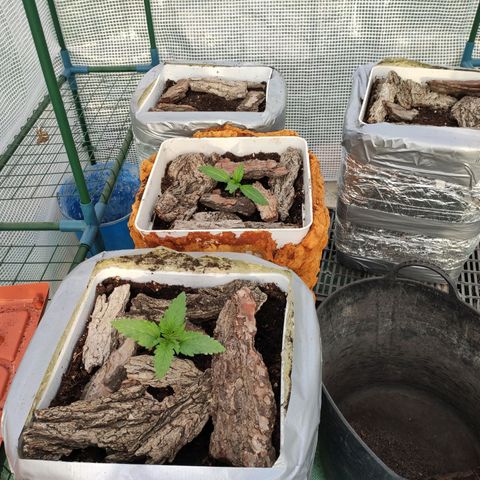 Critical+ 2.0 Autoflowering growlog timeline photo