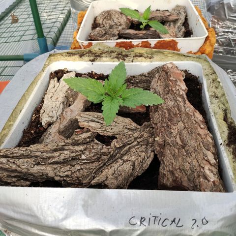 Critical+ 2.0 Autoflowering growlog timeline photo