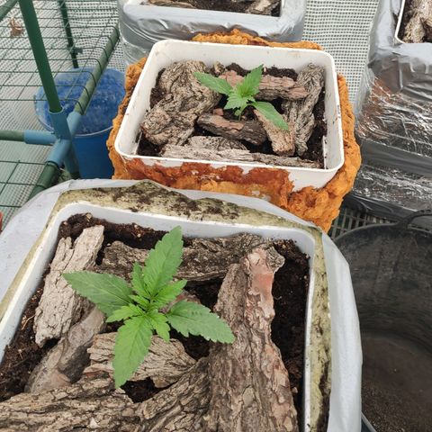 White Widow XXL Autoflowering growlog timeline photo