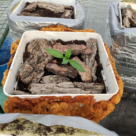 White Widow XXL Autoflowering growlog timeline photo