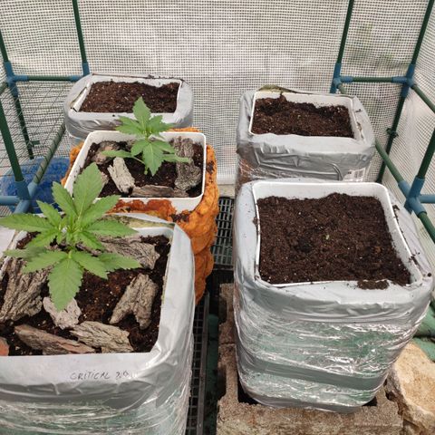 White Widow XXL Autoflowering growlog timeline photo