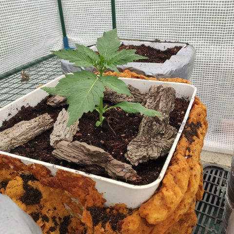 White Widow XXL Autoflowering growlog timeline photo