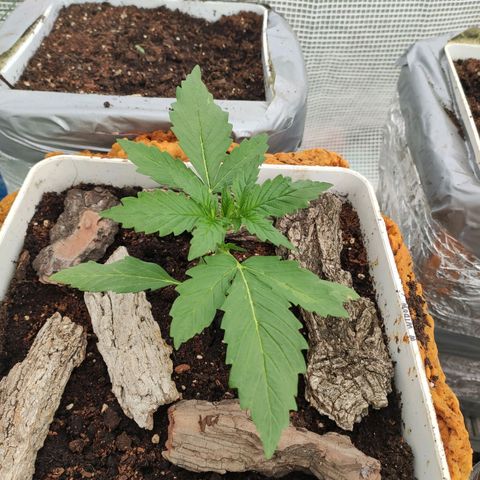 White Widow XXL Autoflowering growlog timeline photo