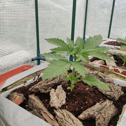 Critical+ 2.0 Autoflowering growlog timeline photo