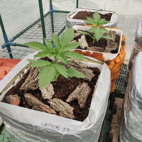 Critical+ 2.0 Autoflowering growlog timeline photo