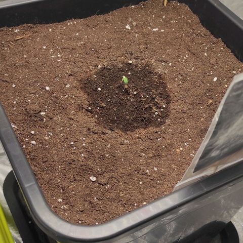 Auto Og Kush growlog timeline photo