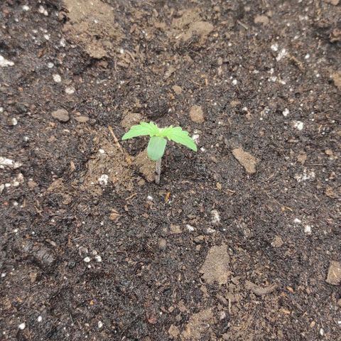 Auto Og Kush growlog photo: 1L 1,5ml grow plagron, 1,5ml root ahoj pH 6.7