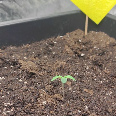 Auto Og Kush growlog photo: 1L 1,5ml grow plagron, 1,5ml root ahoj pH 6.7