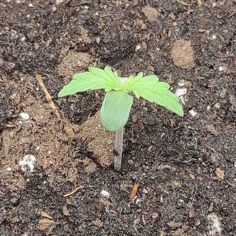 Auto Og Kush growlog timeline photo