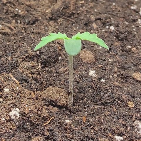 Auto Og Kush growlog timeline photo