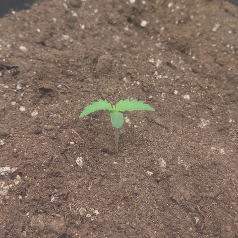 Auto Og Kush growlog timeline photo