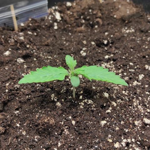 Auto Og Kush growlog timeline photo