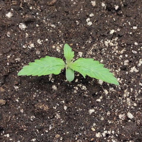 Auto Og Kush growlog timeline photo