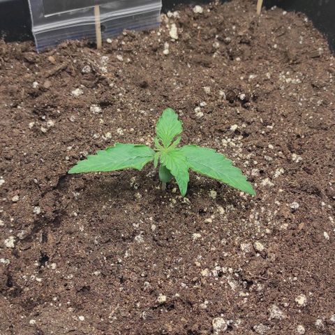 Auto Og Kush growlog timeline photo