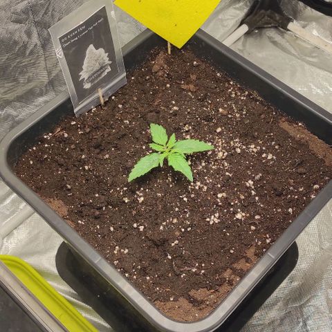 Auto Og Kush growlog timeline photo