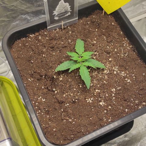 Auto Og Kush growlog timeline photo
