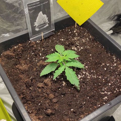 Auto Og Kush growlog timeline photo