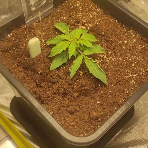 Auto Og Kush growlog timeline photo