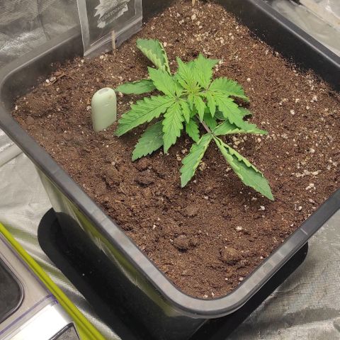 Auto Og Kush growlog timeline photo