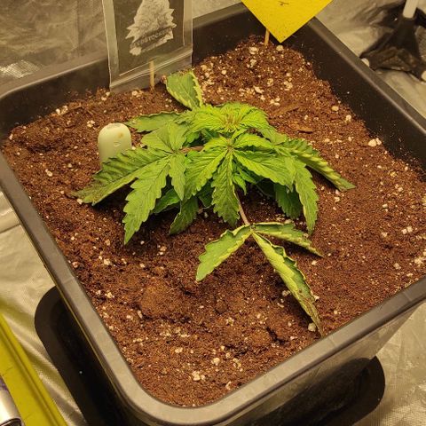 Auto Og Kush growlog timeline photo
