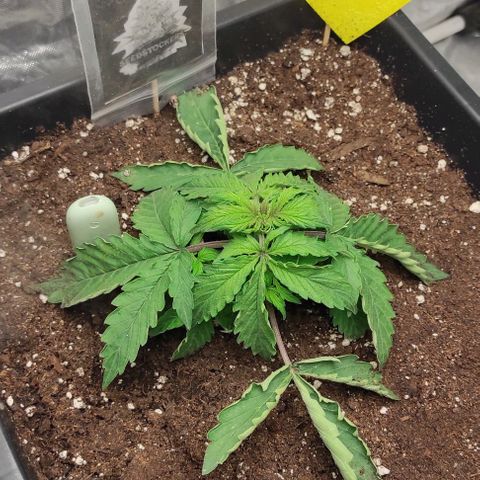 Auto Og Kush growlog timeline photo