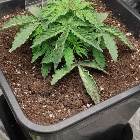Auto Og Kush growlog timeline photo