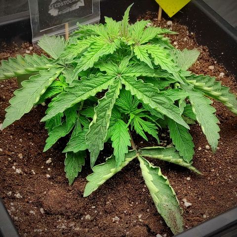 Auto Og Kush growlog timeline photo