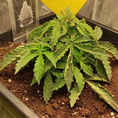 Auto Og Kush growlog timeline photo
